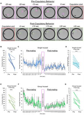 Peer-induced quiescence of male Drosophila melanogaster following copulation